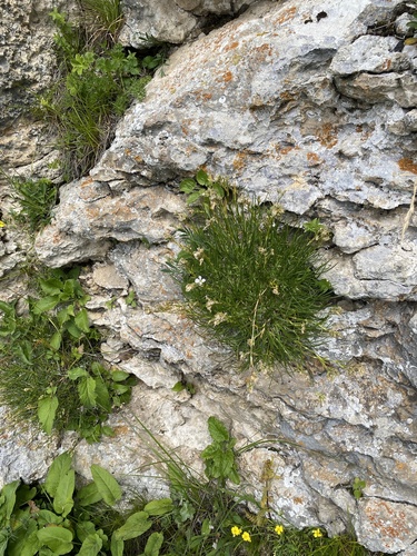 Gypsophila tenuifolia, photograph 3