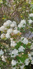 Spiraea × vanhouttei