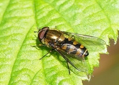 Parasyrphus punctulatus