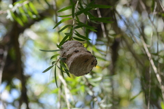 Polybia occidentalis
