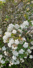 Spiraea × vanhouttei