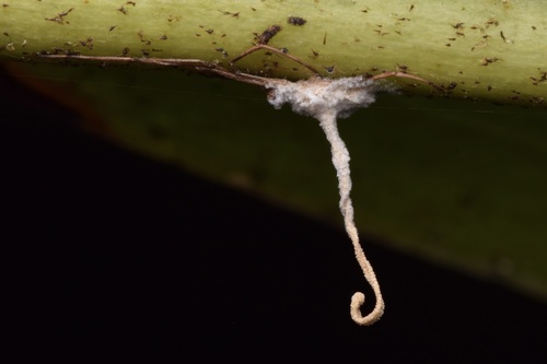 Ophiocordyceps