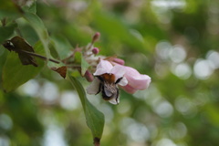 Bombus pascuorum