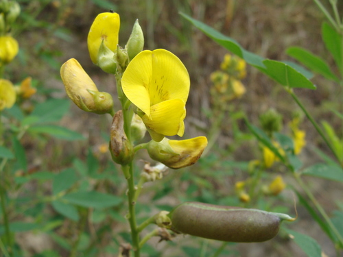 Crotalaria micans, photograph 6