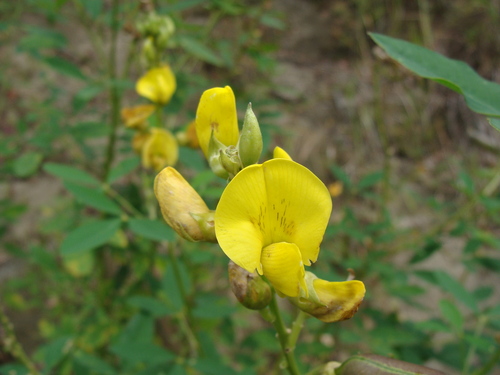 Crotalaria micans, photograph 5