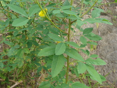 Crotalaria micans, photograph (c) Alexis López Hernández, some rights reserved (CC BY)