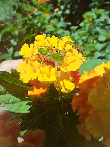 Green Lynx Spider
