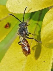 Nomada fabriciana