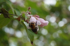 Bombus pascuorum