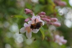 Bombus pascuorum