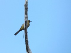 Icterus melanopsis