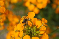 Apis mellifera