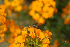 Apis mellifera
