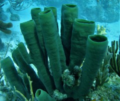 Callyspongia aculeata