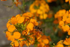 Apis mellifera