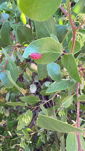 iNaturalist observation photo of Manzanita Leafgall Aphid