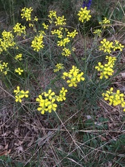 Erysimum crepidifolium