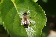 Andrena
