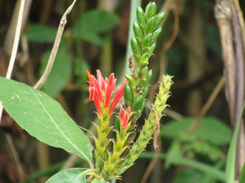 Aphelandra scabra, photograph 3