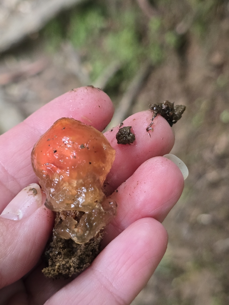 stalked puffball-in-aspic · August 2026 · photo: Photo: no rights reserved · iNaturalist