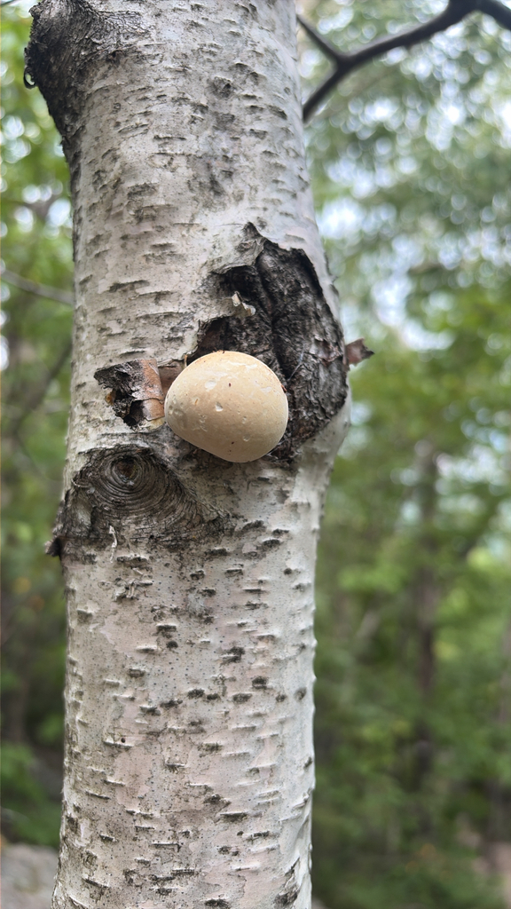 birch polypore · August 2026 · photo: Photo: (c) Marc-Olivier Beausoleil, some rights reserved (CC BY) · iNaturalist