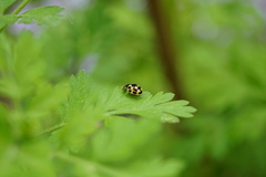 Propylea quatuordecimpunctata