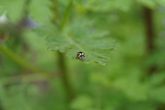 Propylea quatuordecimpunctata