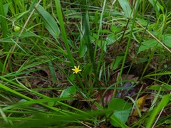 Hypoxis curtissii