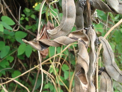 Mucuna pruriens, photograph (c) Alexis López Hernández, some rights reserved (CC BY)