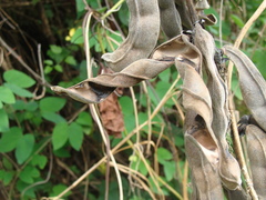 Mucuna pruriens, photograph (c) Alexis López Hernández, some rights reserved (CC BY)