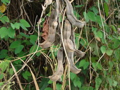 Mucuna pruriens, photograph (c) Alexis López Hernández, some rights reserved (CC BY)