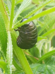 Timarcha tenebricosa