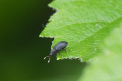 Magdalis ruficornis