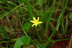 Hypoxis curtissii