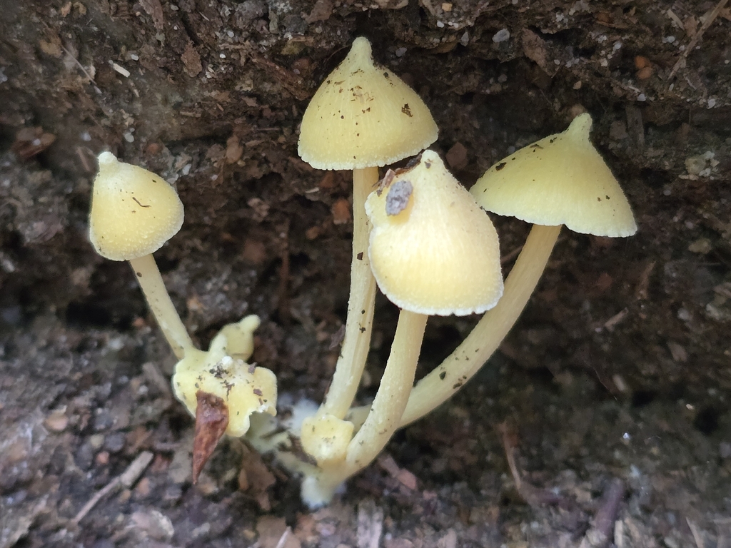 Yellow Unicorn Entoloma · August 2026 · photo: Photo: no rights reserved · iNaturalist