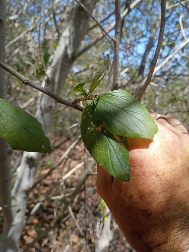 iNaturalist observation photo of island ceanothus