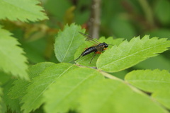 Tenthredo atra