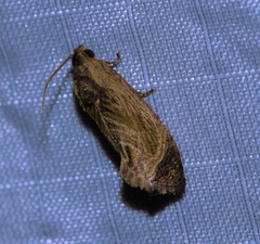 Cryptophlebia repletana