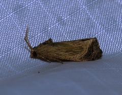 Cryptophlebia repletana