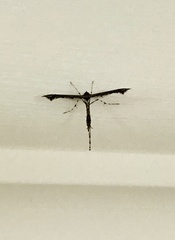 Anstenoptilia