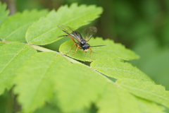 Tenthredo atra