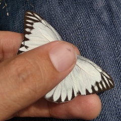Appias libythea