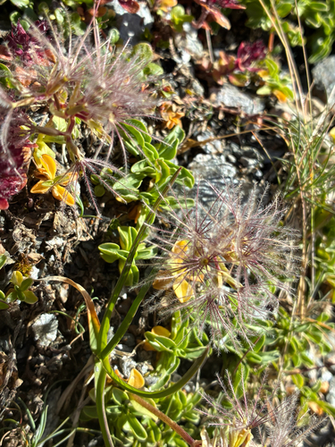 Valeriana supina, photograph 1