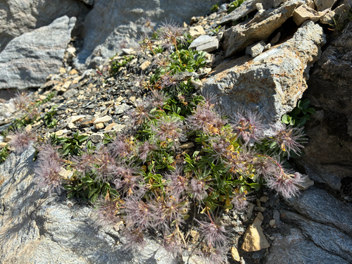 Valeriana supina