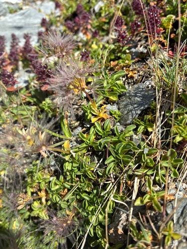 Valeriana supina, photograph 2