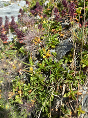 Valeriana supina, photograph author not stated, no rights reserved