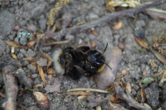 Bombus