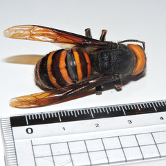 Vespa mandarinia japonica