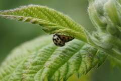 Propylea quatuordecimpunctata