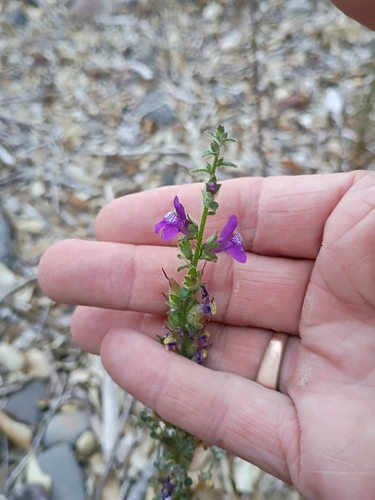 iNaturalist observation photo of lesser snapdragon